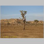 20060812_JoshuaYuccaTree_017 copia.jpg